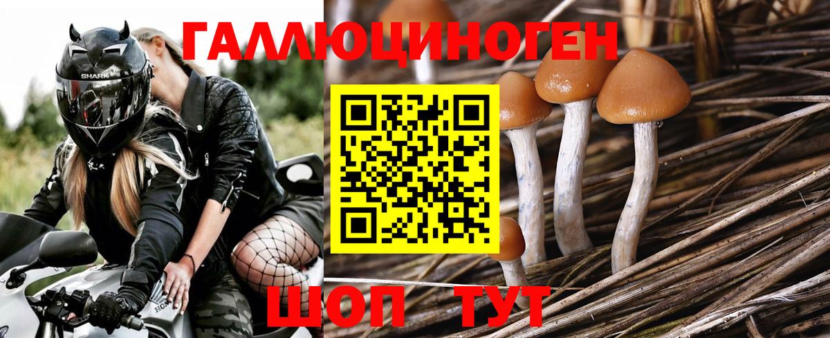 Галлюциногенные грибы Cubensis Алейск